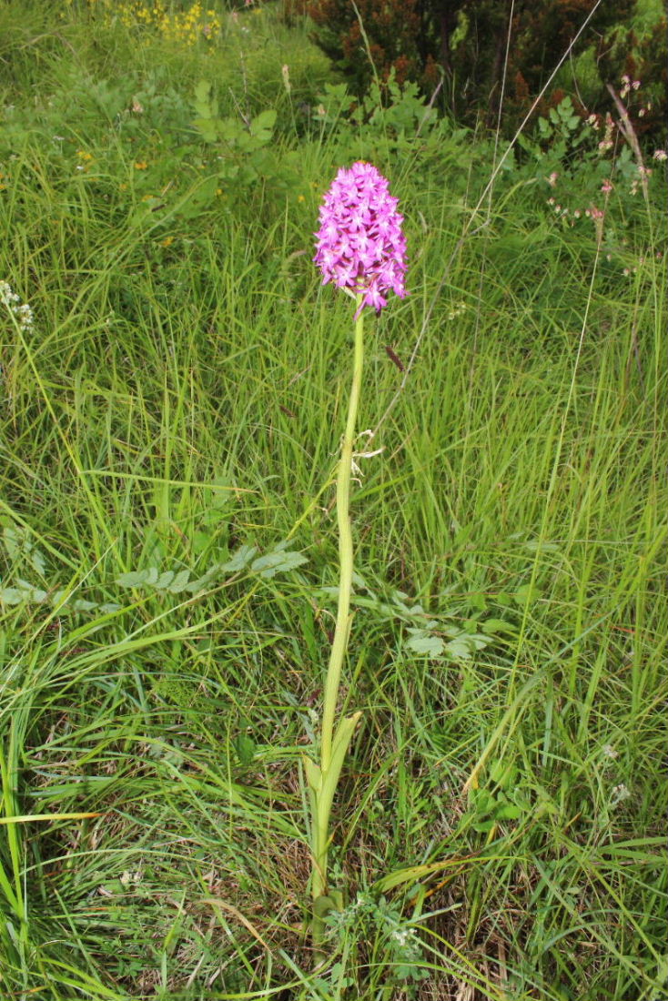 Anacamptis pyramidalis